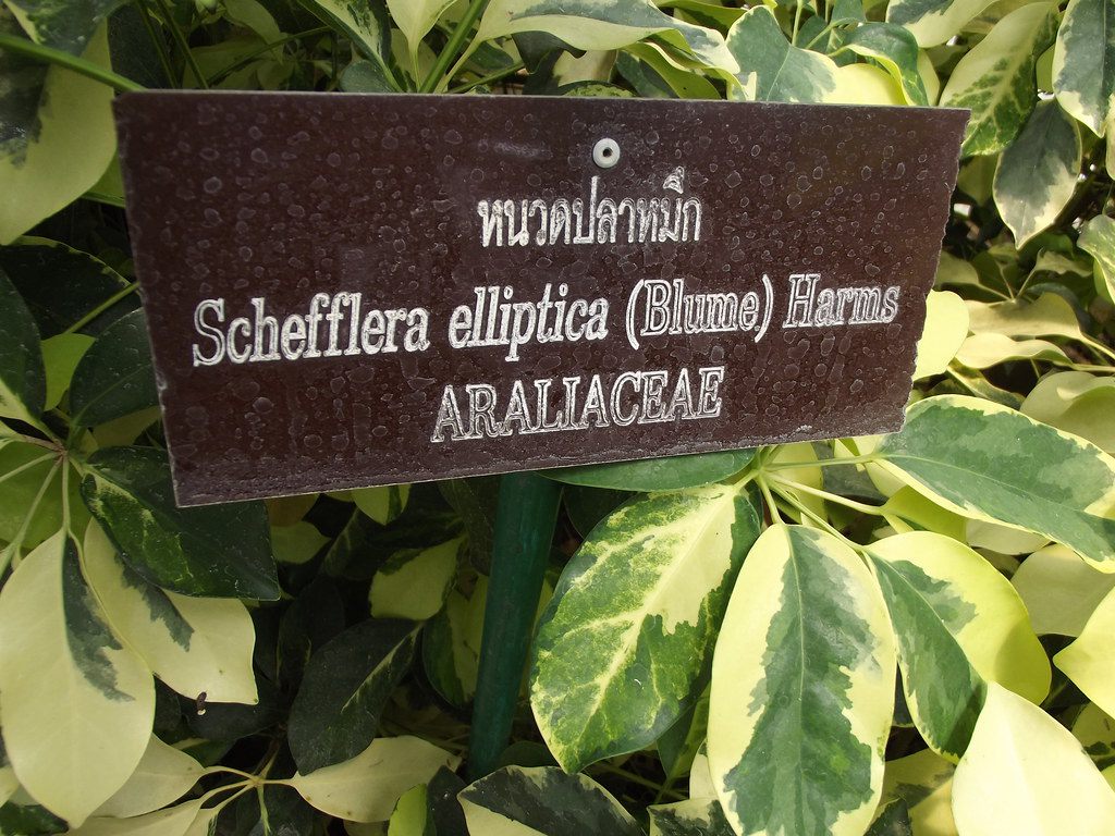 Cây Chân chim leo. Schefflera elliplica (Blume) Harms - Cây Thuốc Nam Quanh Ta